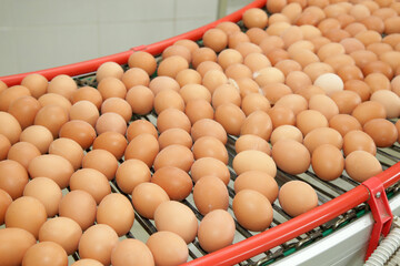 Fresh brown eggs on a transportation line on a modern poulty factory