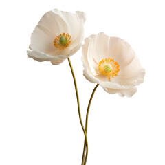 White poppy in vase closeup