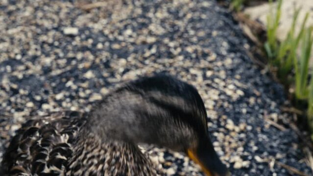 ente