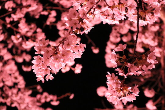 夜桜」の写真素材 | 194,409件の無料イラスト画像 | Adobe Stock
