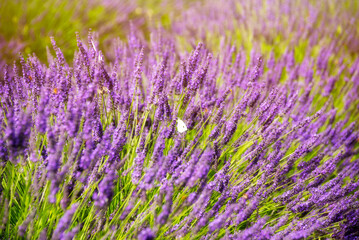 Fototapeta na wymiar Lavender flowers on sunny field in summer