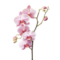 Naklejka na ściany i meble Orchid of a pink color