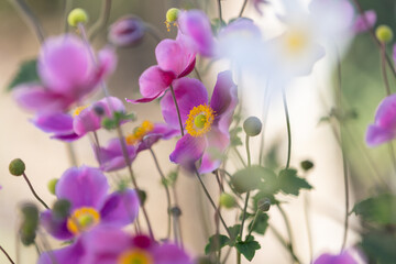 Close-up of pink Japanese anemone blossoms (anemone hupehensis) with blurry foreground and background