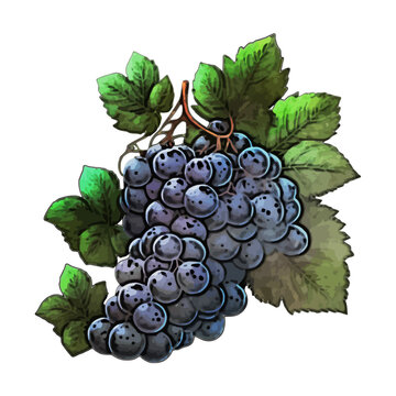 Grape Watercolor Illustration