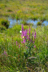 Sunny morning in Nature protected park area De Malpie near Eindhoven, North Brabant, Netherlands. Nature landscapes in Europe.
