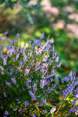 Nature background, green lung of North Brabant, pink blossom of heather plants in de Malpie natural protected forest in August near Eindhoven, the Netherlands