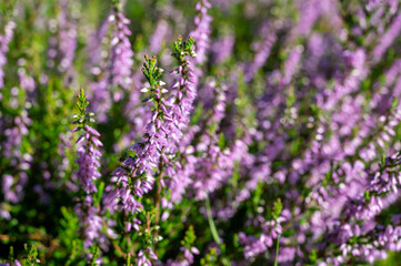 Nature background, green lung of North Brabant, pink blossom of heather plants in de Malpie natural protected forest in August near Eindhoven, the Netherlands