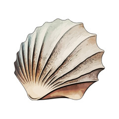 Shell Watercolor Illustration