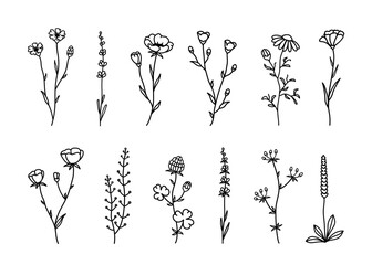 Wild flowers, herbs, plants vector floral set - 633750373