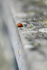Marienkäfer (Coccinellidae) im Portrait mit unscharfem Hintergrund