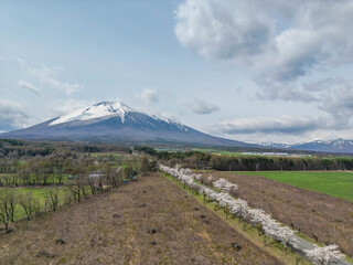 Fototapeta premium 岩手山
