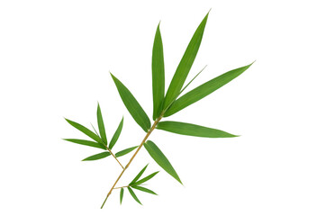 Closeup Bamboo leaves isolated on white background with clipping path, Chinese or Japanese Bamboo leaf and branch in garden, Home and garden decoration