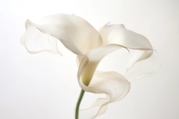 Photo sur Plexiglas Échelle de hauteur Calla nature lily beauty blossom botany wedding flora elegance flower plant white