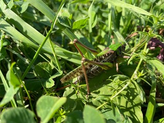 Gray grasshopper, or motley grasshopper, or spotted grasshopper (lat. Decticus verrucivorus) is a species of grasshoppers from the subfamily Tettigoniinae, living in Eurasia. Female insect