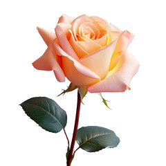 Roses are beautiful flowers that can be used everywhere due to their exotic beauty