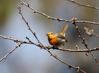 A Robin (Erithacus rubecula) is sitting on a tree
