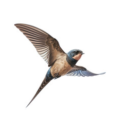 Fototapeta premium Swift bird from Eurasia against blue sky