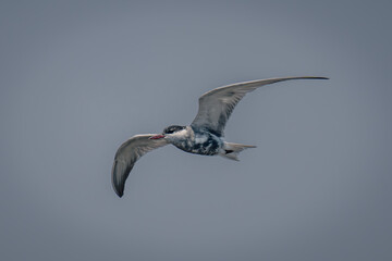 Juvenile whiskered tern glides through blue sky
