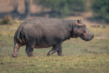 Hippo walks across grassy floodplain in sunshine