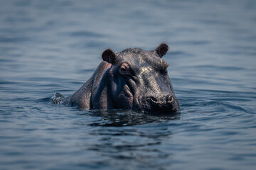 Hippo stands in calm river watching camera