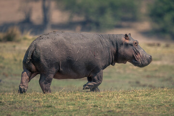 Hippo walks across grassy plain in sunshine