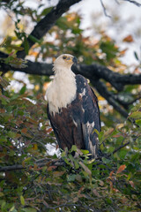 Juvenile African fish eagle on leafy branch