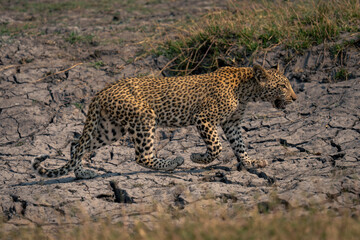 Leopard cub crosses dried-up riverbed raising foot
