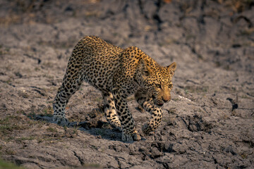 Leopard cub crosses dry mud lifting foot