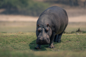 Hippo stands on grassy floodplain watching camera