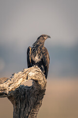 Juvenile African fish eagle on tree stump