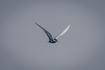 Juvenile whiskered tern flies through blue sky