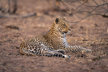 Leopard lies on sand holding head high