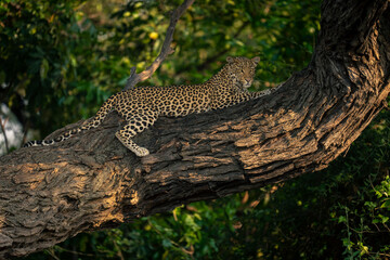 Leopard lies on horizontal branch staring below