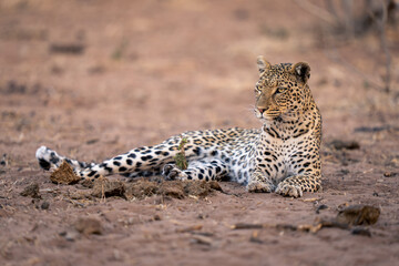 Leopard lies on sand near elephant dung