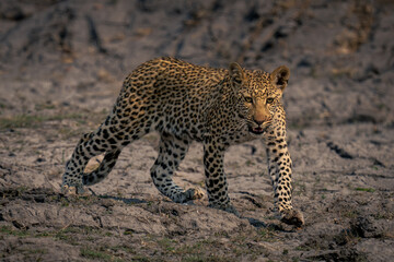 Fototapeta na wymiar Leopard cub walks across riverbed lifting foot