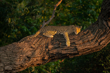 Naklejka na ściany i meble Leopard lies asleep on thick tree trunk