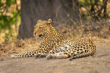 Leopard lies on bare ground turning head