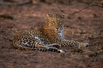 Leopard lies on sandy ground facing camera