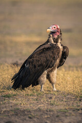 Lappet-faced vulture stands on grass turning head