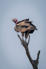 Lappet-faced vulture on dead branch in sunshine