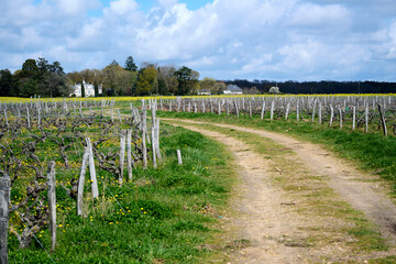 Fototapeta na wymiar gravel road in vineyard in france in springtime