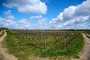 Fototapeta na wymiar Vineyard in Loire Valley in France in springtime