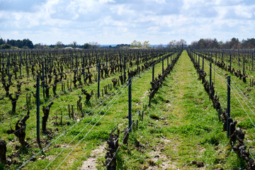 Fototapeta na wymiar Vineyard in Loire Valley in France in springtime