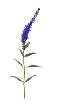 Beautiful blue veronica flower