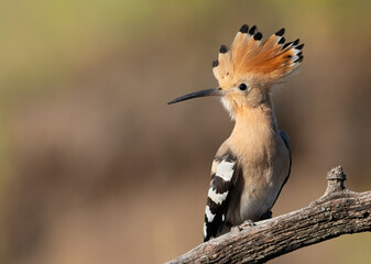 Eurasian hoopoe, Upupa epops. A bird sits on a beautiful branch, opened its crest