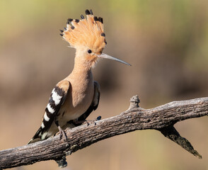 Eurasian hoopoe, Upupa epops. A bird is sitting on a beautiful old branch, opening its crest