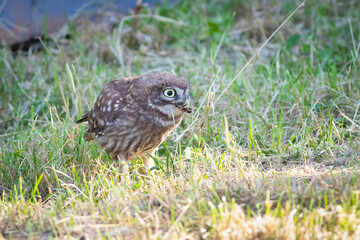 Little owl, Athene noctua. A young bird sits in the grass, holding its prey in its beak