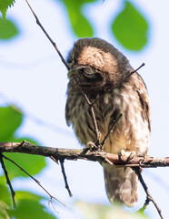 Little owl, Athene noctua. A young bird sits on a branch, brushing its beak with a twig