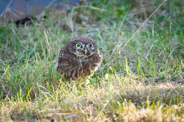 Little owl, Athene noctua. A young bird catches prey in the grass