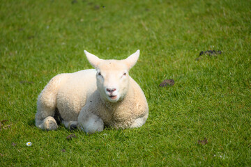 lamb in the grass